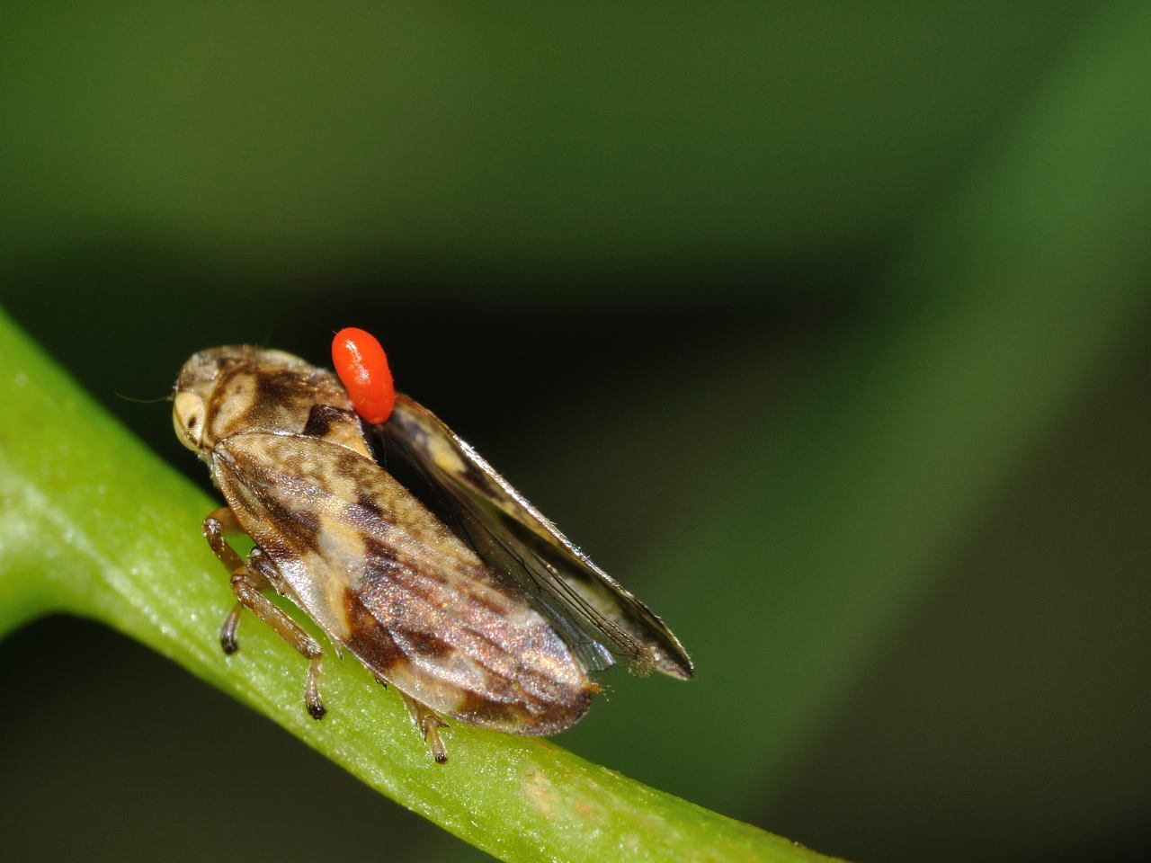 Philaenus spumarius parassitato